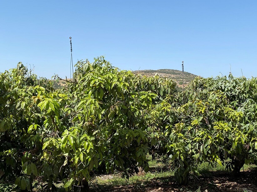 آموزش و تحقیق در مورد آبیاری قطره ای ویژه درختان میوه و کهنسال و طراحی سیستم