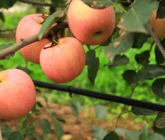 آبیاری درخت سیب در زمان و اندازه مناسب