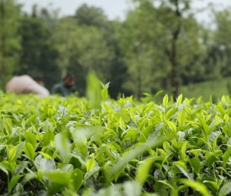 افزایش تولید چای با آبیاری قطره ای اتوماتیک